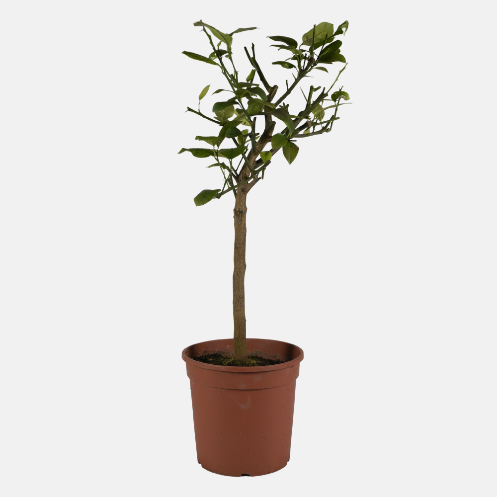 Arcobal sinaasappel - Double Blood Orange x Meyer Lemon