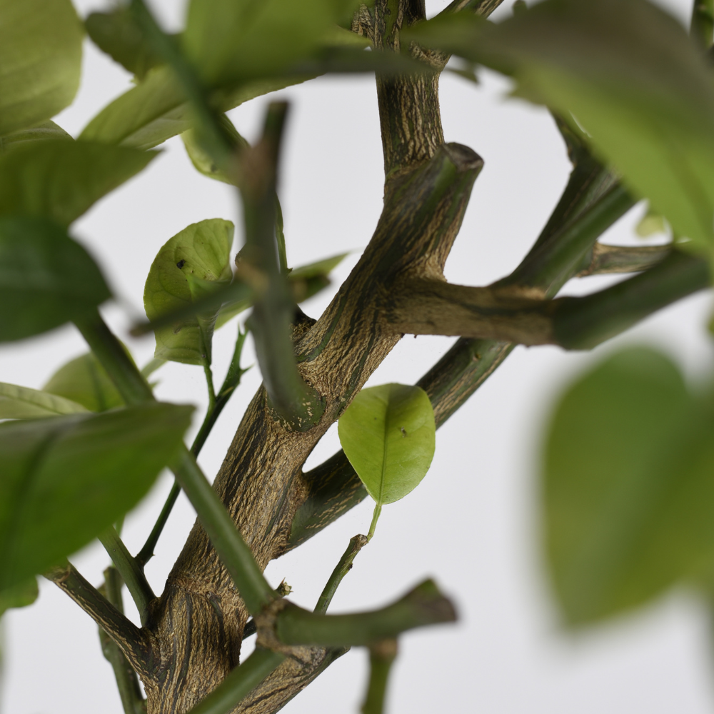 Arcobal sinaasappel - Double Blood Orange x Meyer Lemon