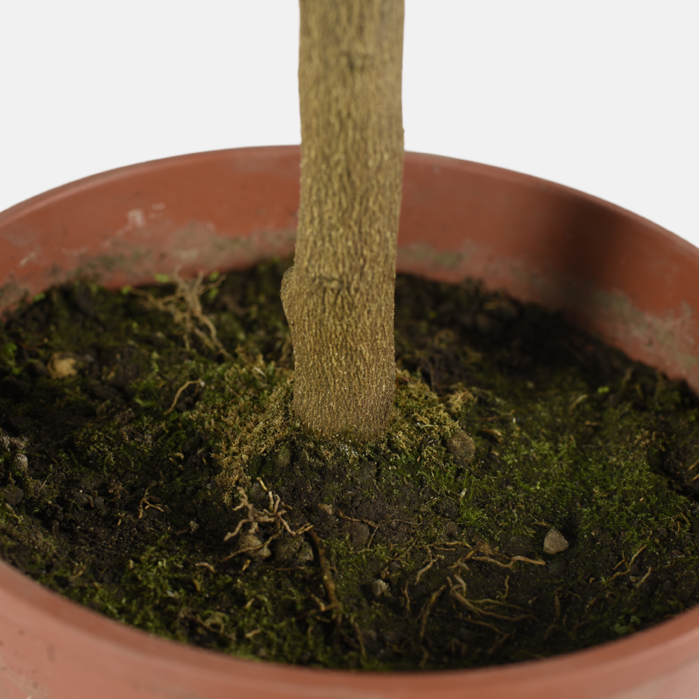 Arcobal sinaasappel - Double Blood Orange x Meyer Lemon