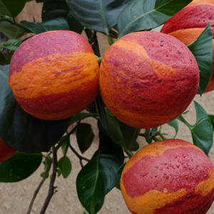 Orange Arcobal - Double Orange Sanguine x Citron Meyer