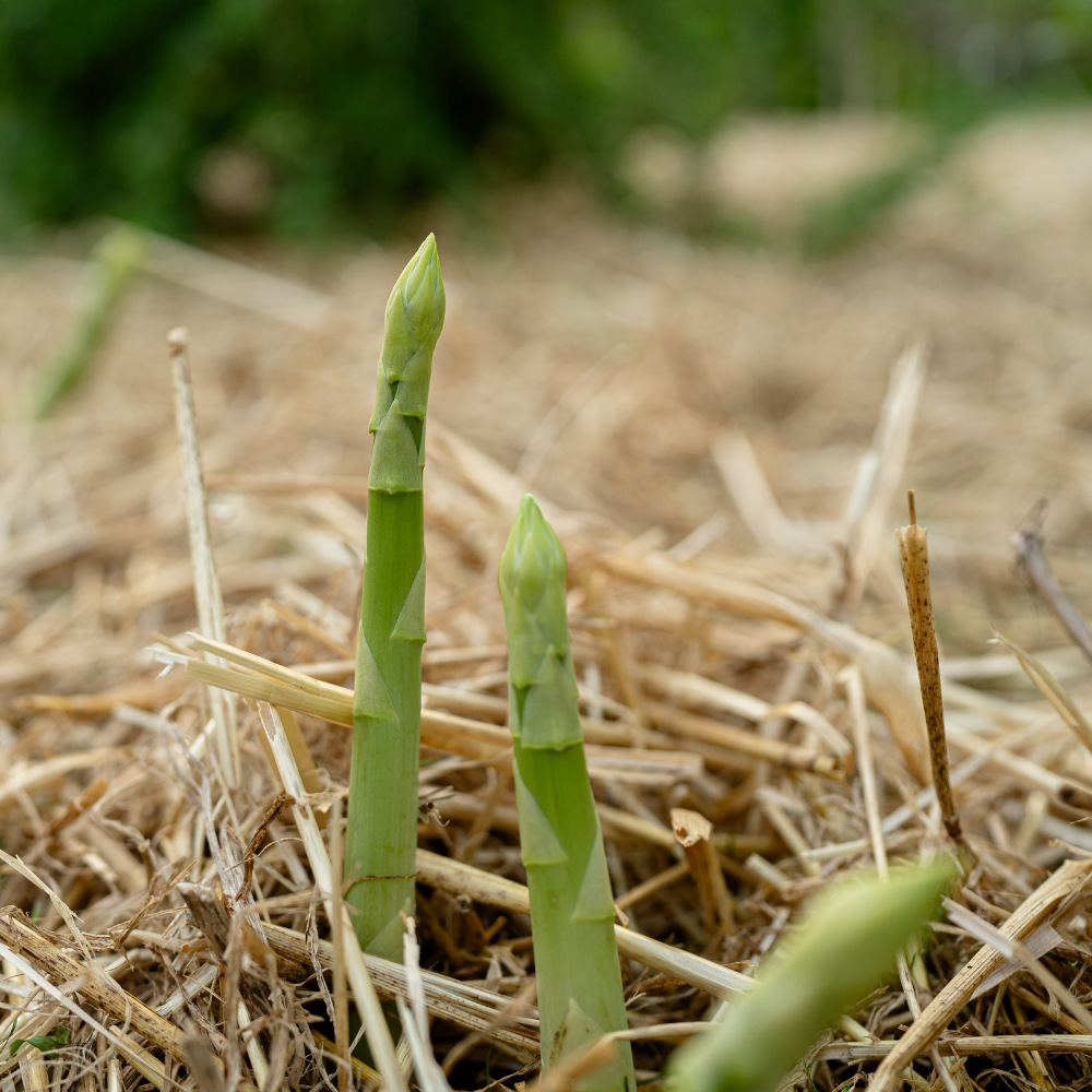 Spargelpflanze EQUINOX für den Anbau von grünem Spargel (Menge wählen)