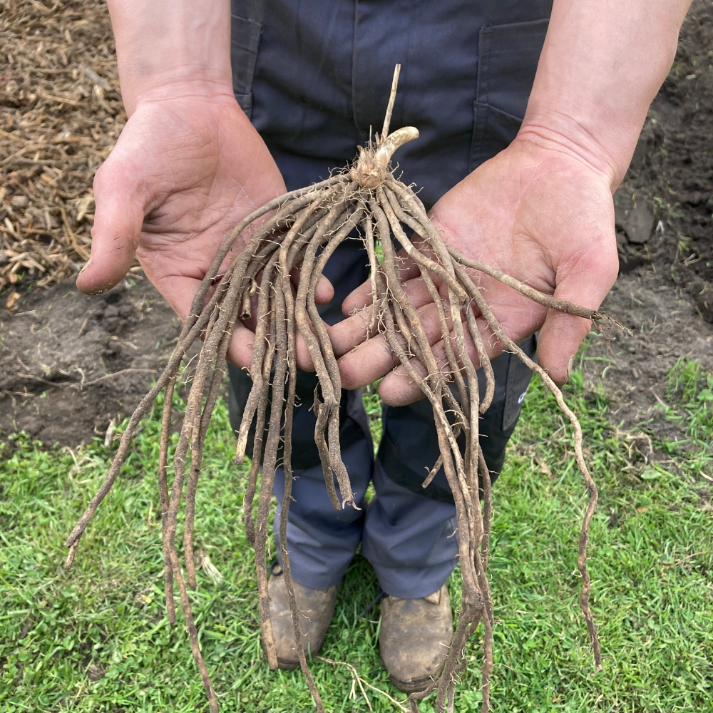 Plante d'asperge 'Prius' pour la culture d'asperges vertes et blanches BIO