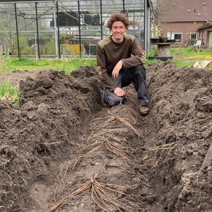 Plante d'asperge 'Prius' pour la culture d'asperges vertes et blanches BIO