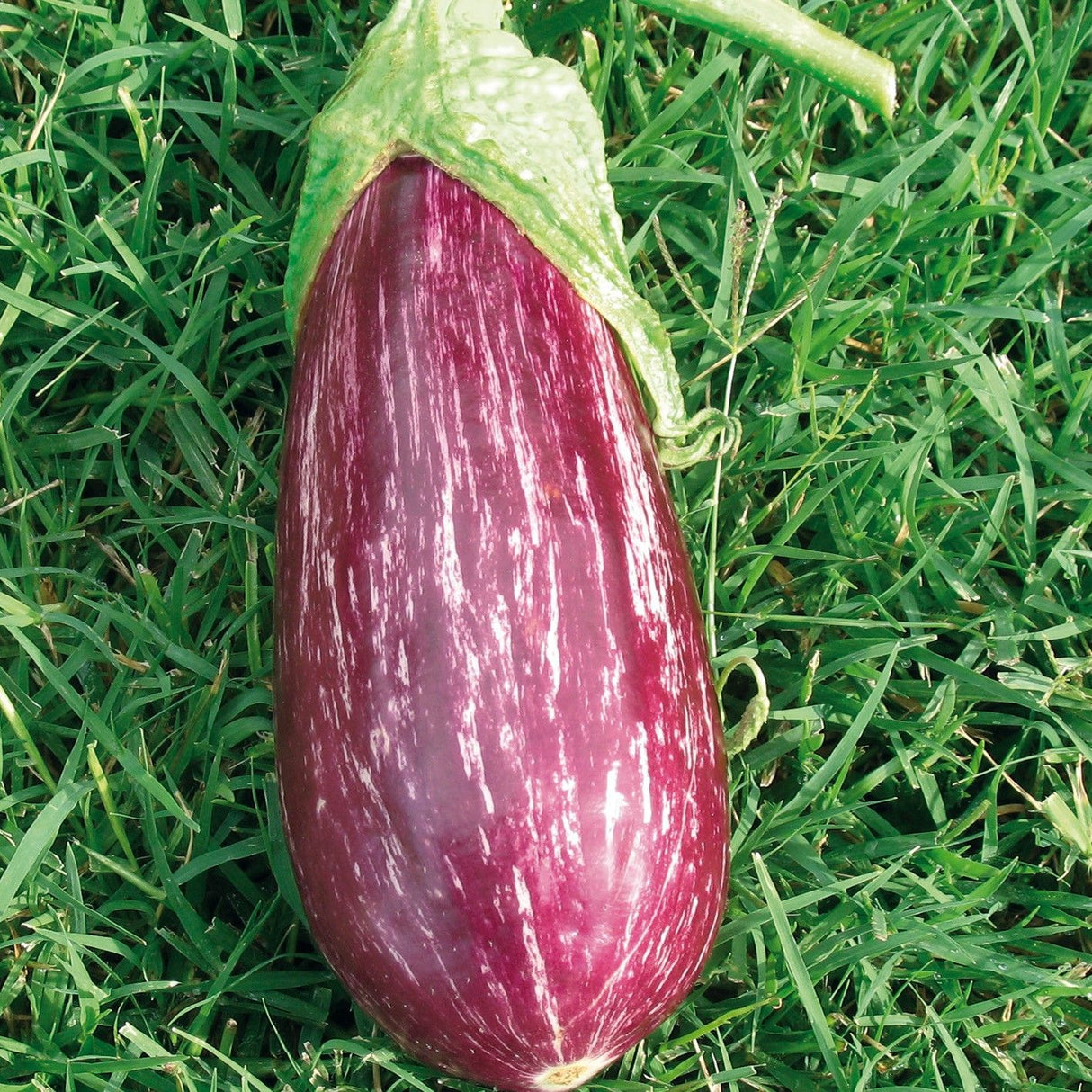 Gestreifte Aubergine 'Rania F1' 1 Pflanze