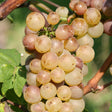 Wijnstok Auxerrois