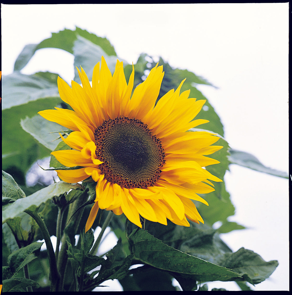 Sonnenblume 'Peredovick' zur Herstellung von Sonnenblumenöl - 100 Samen