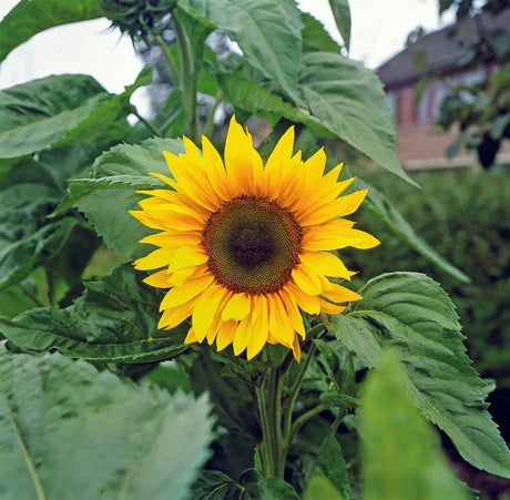 Tournesol 'Peredovick' pour faire de l'huile de tournesol - 100 graines