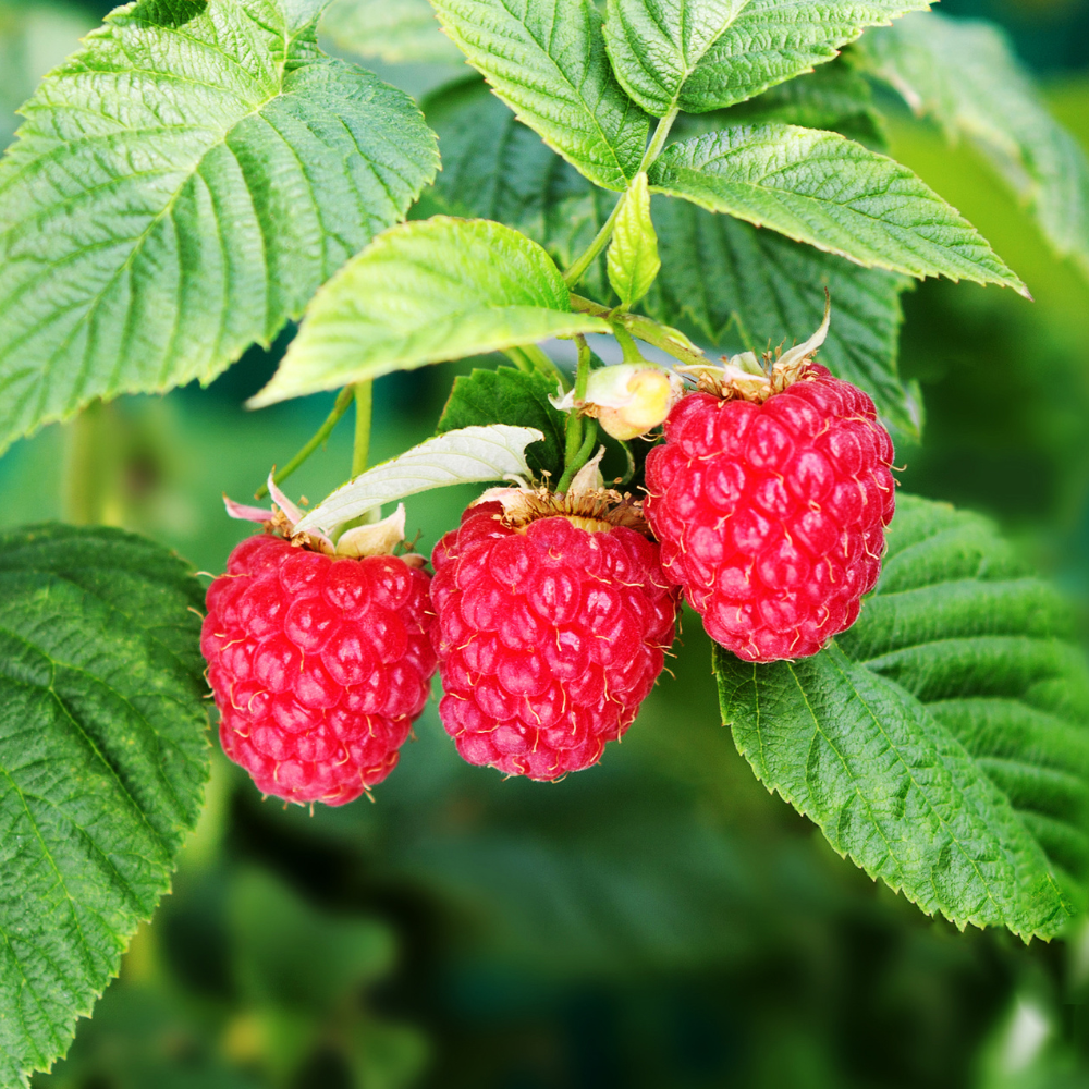 Framboise d'automne 'Autumn Bliss' BIO