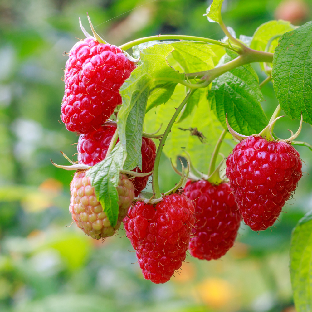 Summer raspberry 'Willamette' BIO