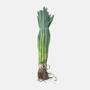 Winter leek plants 25 pieces BIO