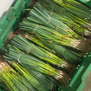 Winter leek plants 25 pieces BIO