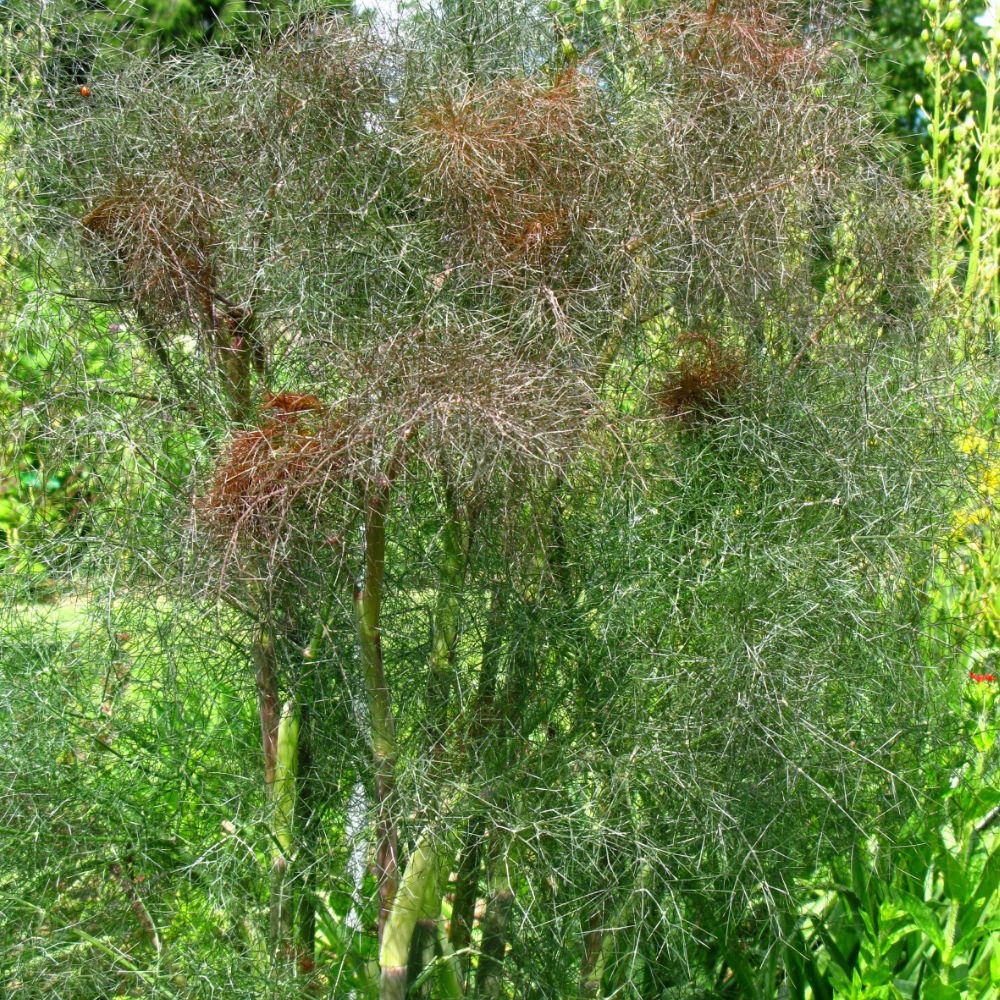 Bronzen venkel - P9 pot