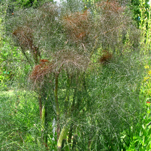 Bronzen venkel - P9 pot