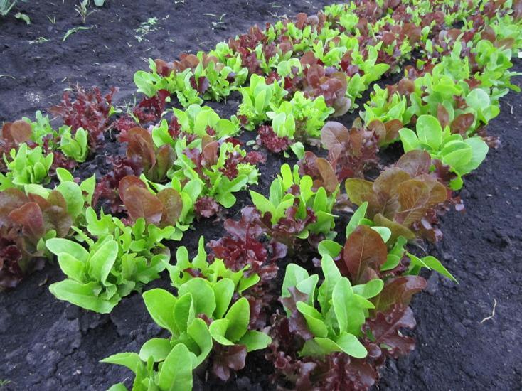 Babyleaf pluksla gemengd rood/groen plantjes BIO 5 stuks