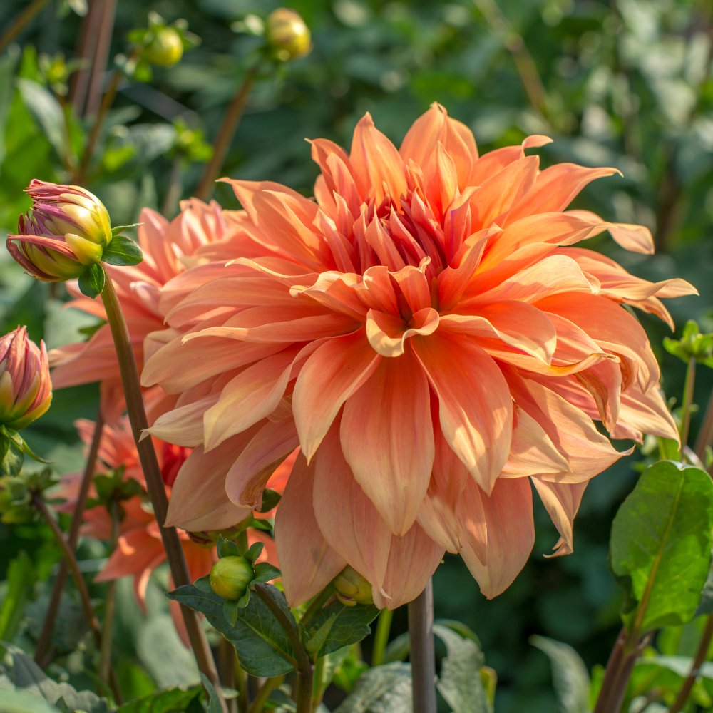 Dahlia 'Babylon Brons'