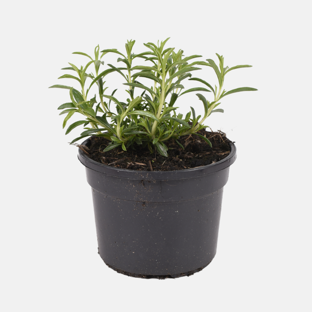 Sarriette des montagnes (satureja montana) BIOLOGIQUE