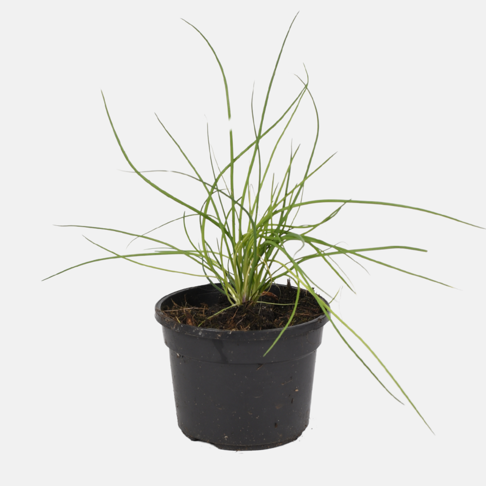 BIO Schnittlauch im Topf 13 cm 