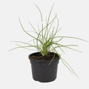 BIO Schnittlauch im Topf 13 cm 