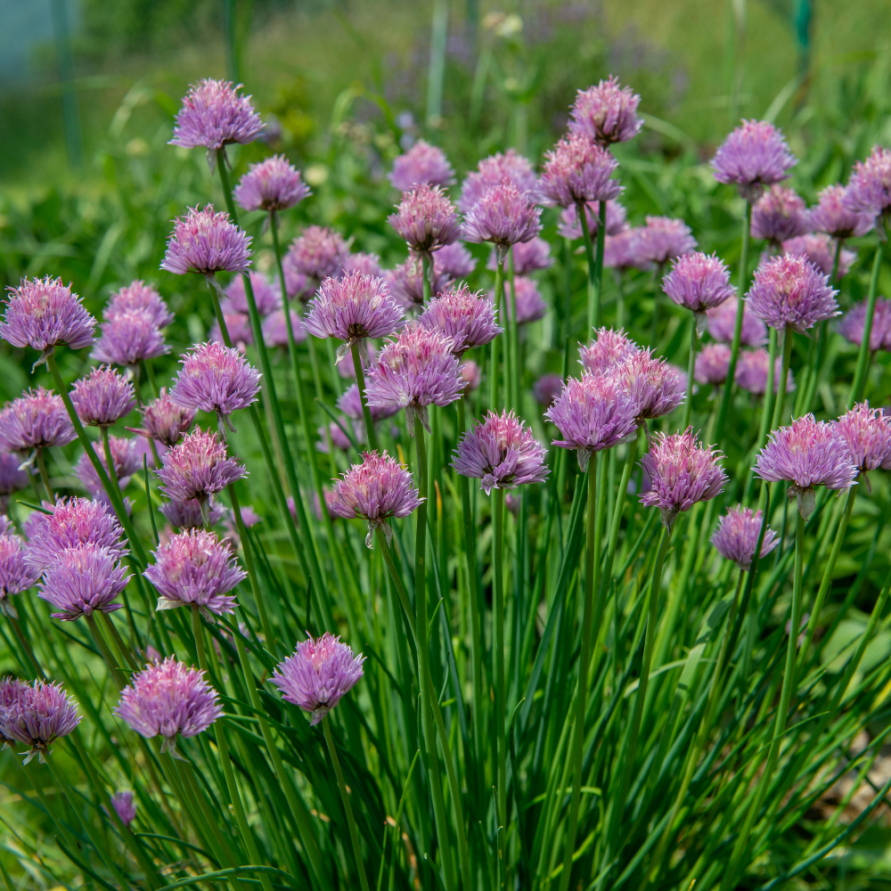 Bieslook - P9 pot