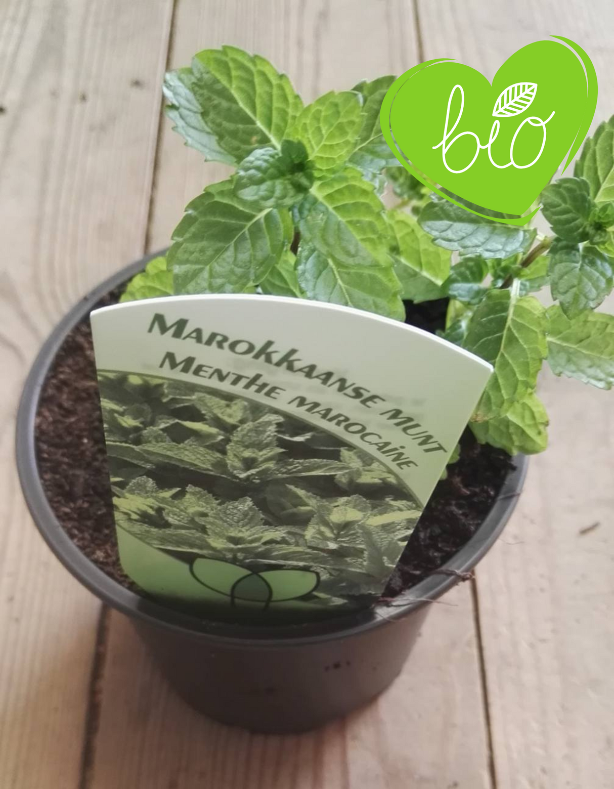 BIO Marokkaanse munt in 13 cm pot