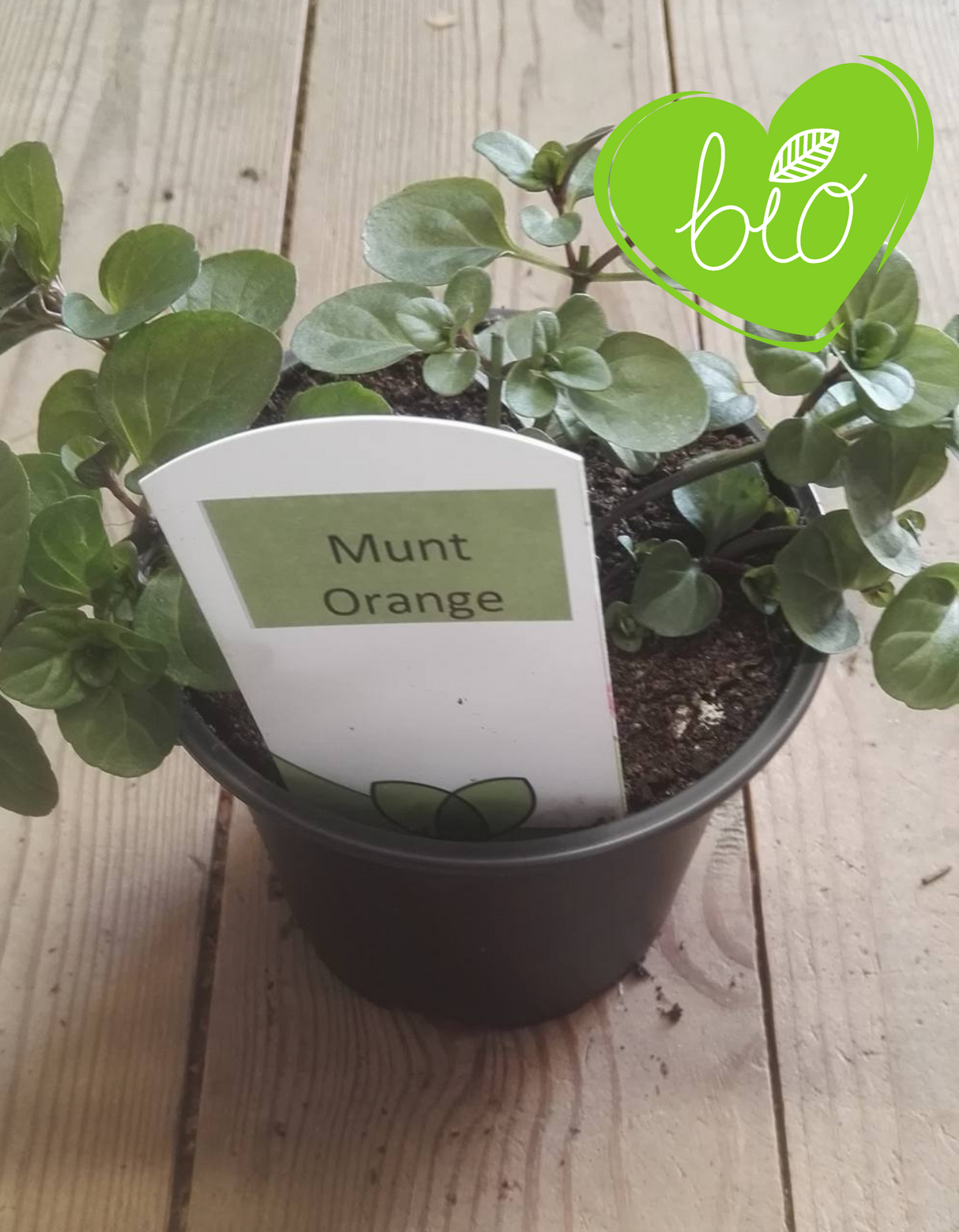 Bio Orangenminze im 13 cm Topf