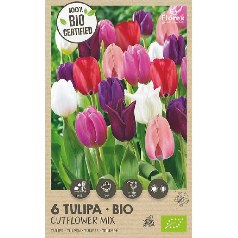 Tulpenmischung - 6 Stück BIO