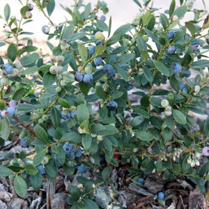 Blueberry 'Bluecrop' Organic - Mid-season
