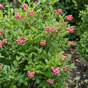 Blueberry 'Pink berry' BIO