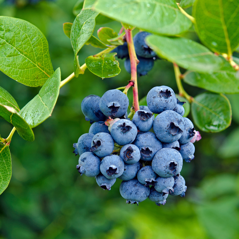 Blauwe bes 'Duke' BIO - Vroeg