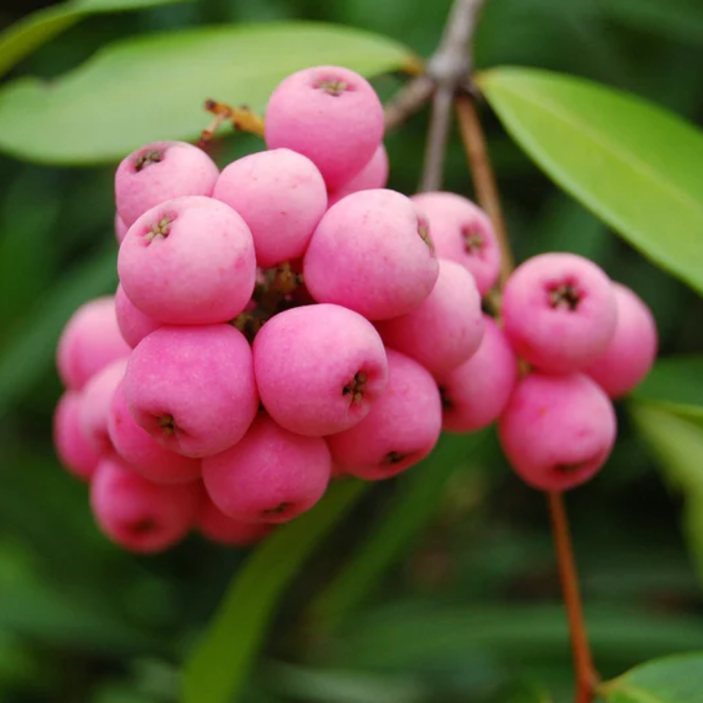 Blauwe bes 'Pink berry' BIO