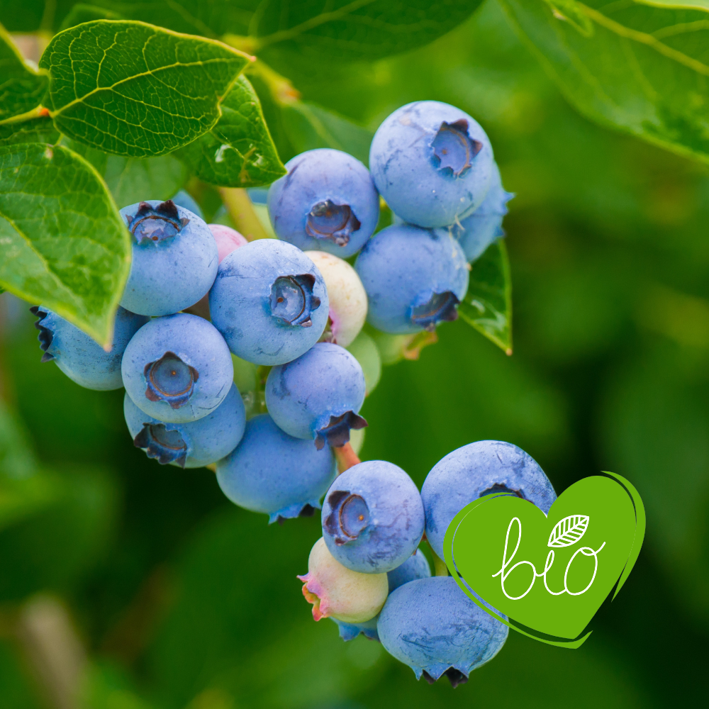 Myrtille 'Bluecrop' Bio - Mi-saison