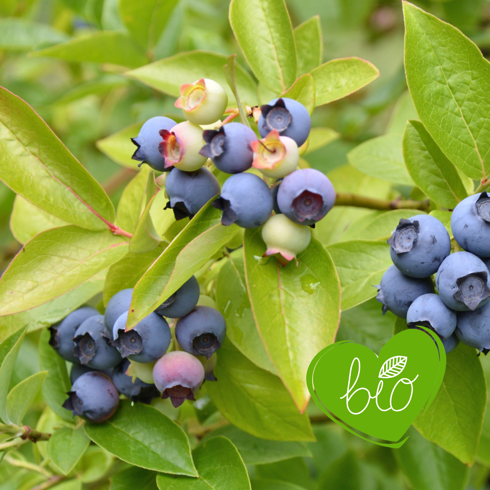 Myrtille 'Bluegold' BIO - Tardive