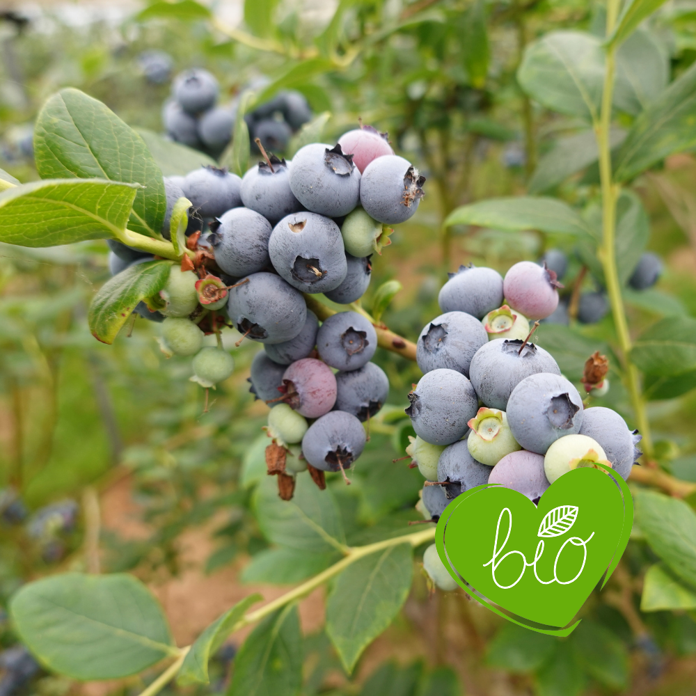 Blueberry 'Brigitta Blue' BIO - Late