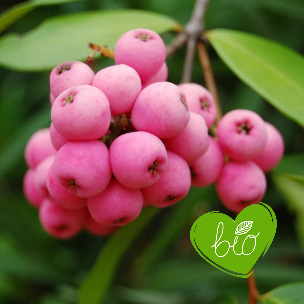Blauwe bes 'Pink berry' BIO