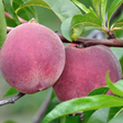 Perzikboom 'Roter Weinbergpfirsich' - Blote Wortel - Plukkers.com