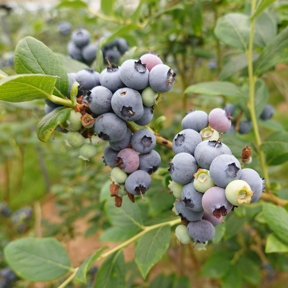 Myrtille 'Brigitta Blue' BIO - Tardive