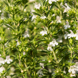 Sarriette des montagnes (satureja montana) BIOLOGIQUE
