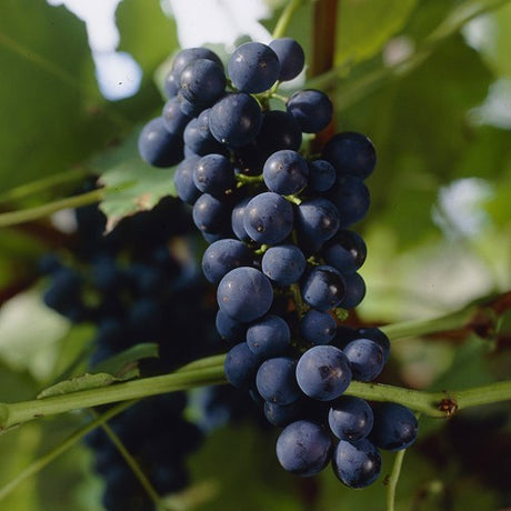 Traubenrotwein und Vitis vinifera 'Boskoop Glory' im 2-Liter-Topf essen