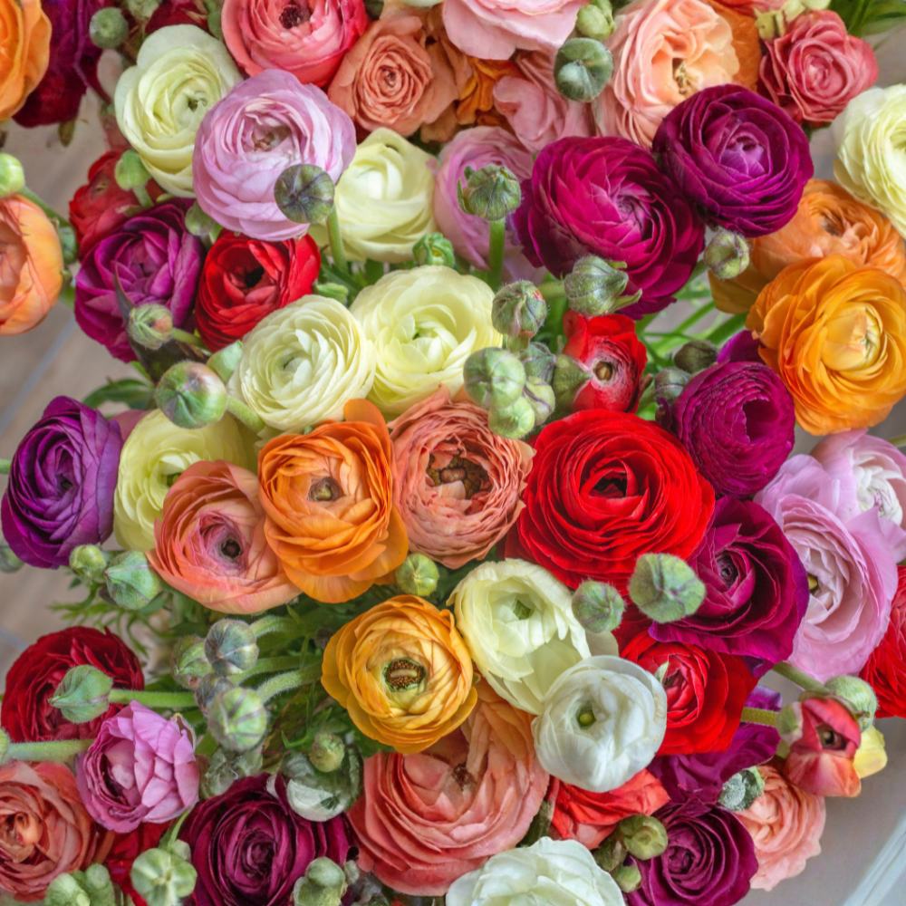 Anemone 'St. Brigid' - 15 pieces