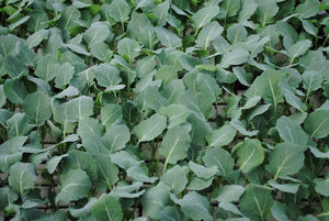 Broccoli plantjes BIO