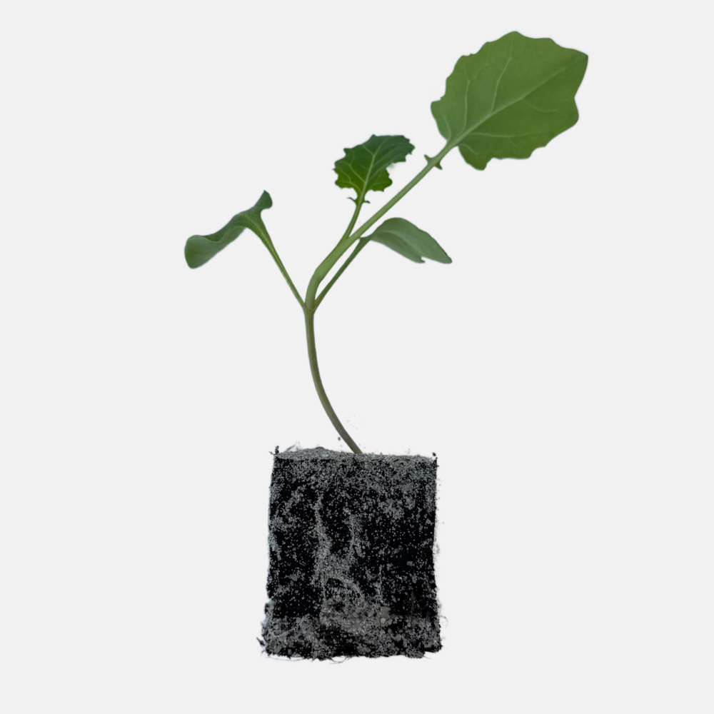 Broccoli plantjes 5 stuks BIO