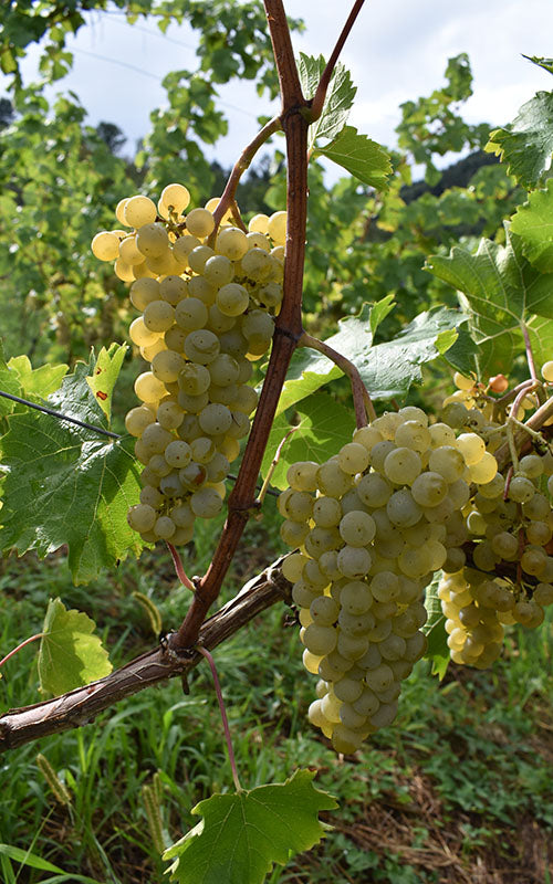 Vigne Bronner sur porte-greffe SO4 (Piou - résistant)