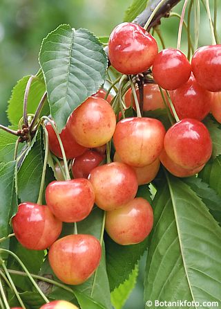 Kirschbüttners Rote Knorpelkirsche