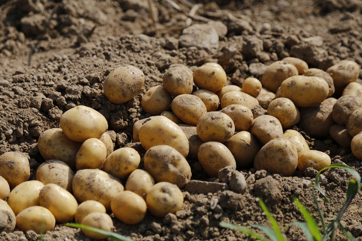 Semences de pomme de terre BIO Cammeo 28/35 variété mi-précoce (choisir le poids)