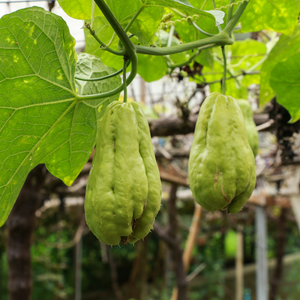 Chayote (Sechium edule) - 1 tubercule 