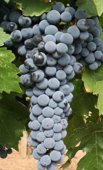 Wijnstok Cabernet Sauvignon