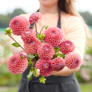 Dahlia pakket 'Onze 12 favorieten'