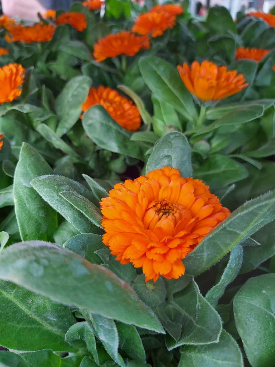 Calendula Souci Orange en pot 10,5 cm 1 plante