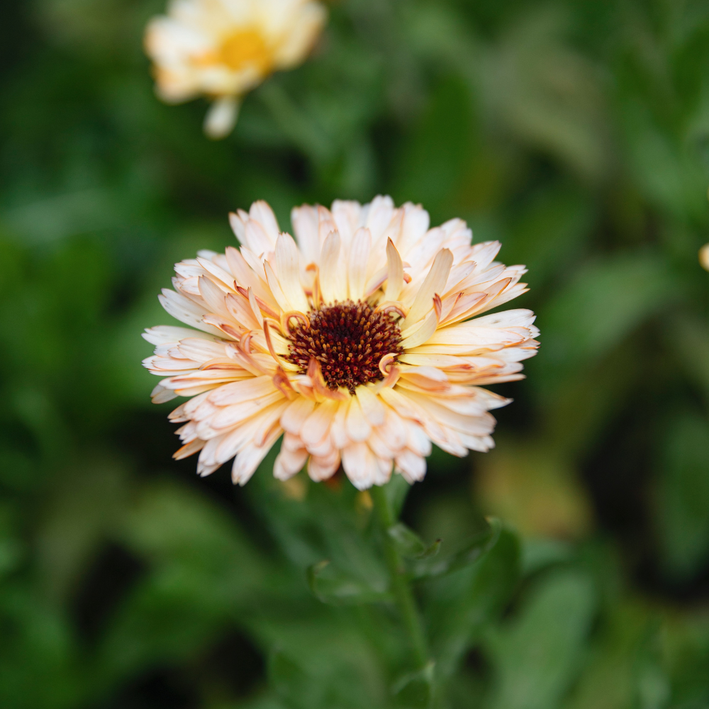 Calendula officinalis (marigold) - 'Orange Flash'