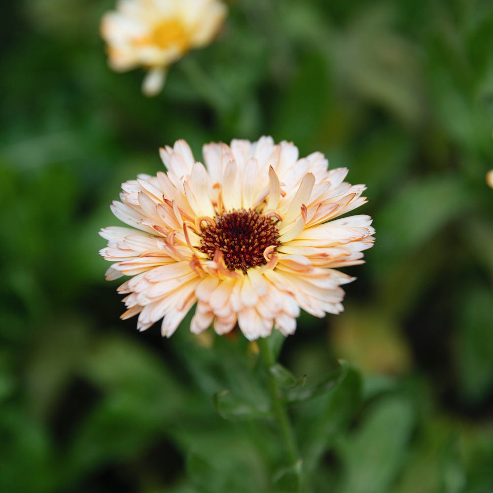 Calendula officinalis (goudsbloem) - Orange Flash